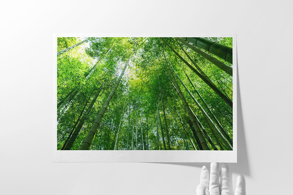 Printing of Bamboo forest on Hahnemuhle Bamboo 290gsm Fine Art Paper