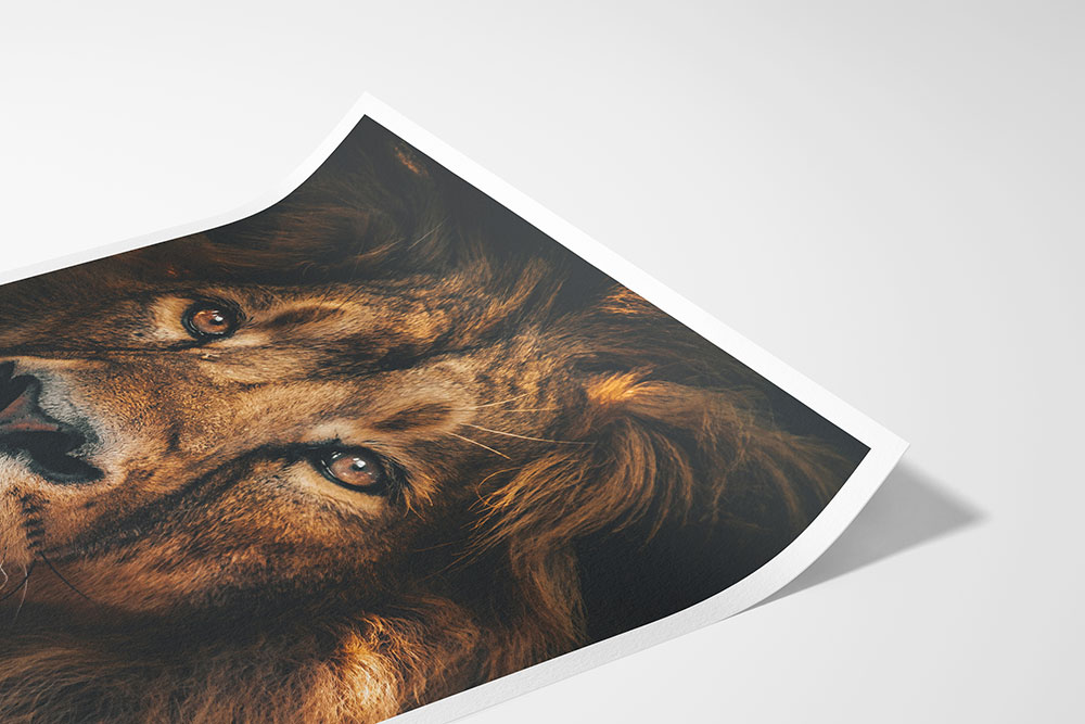 Print of a Lion on Hahnemuhle Photo Rag 308