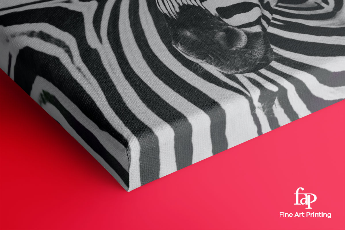 Zebra on stretched canvas showing gallery wrap