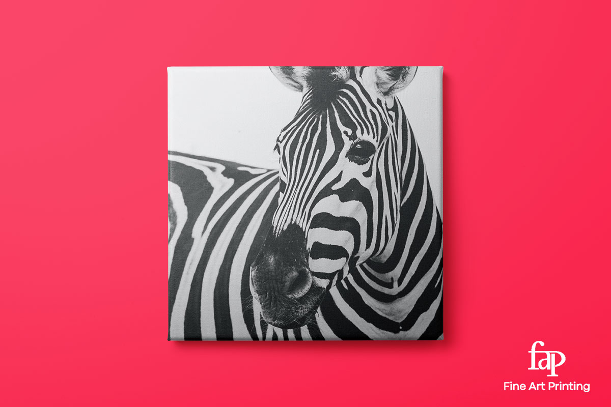 Image of a Zebra on a stretched canvas